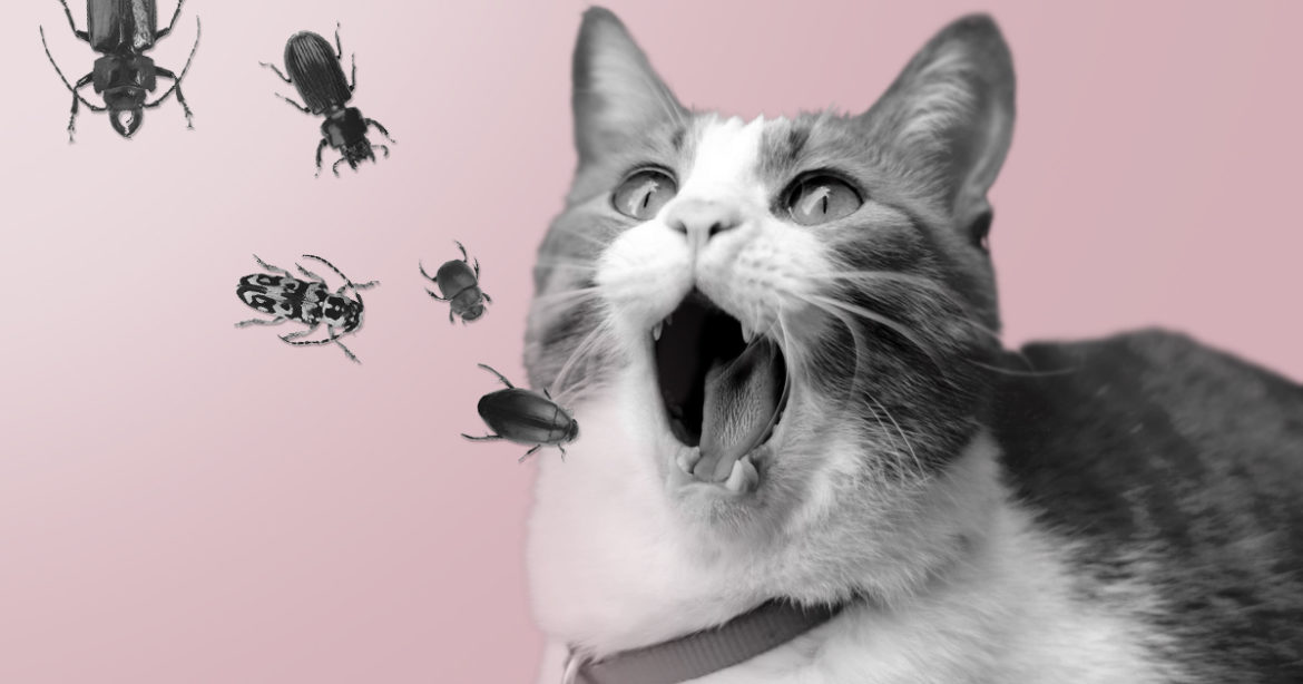 Корм для животных из насекомых