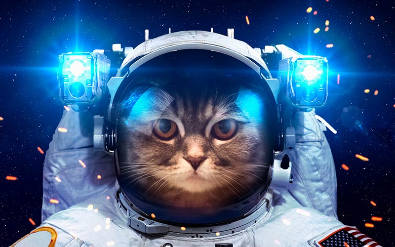 Кошка в космосе
