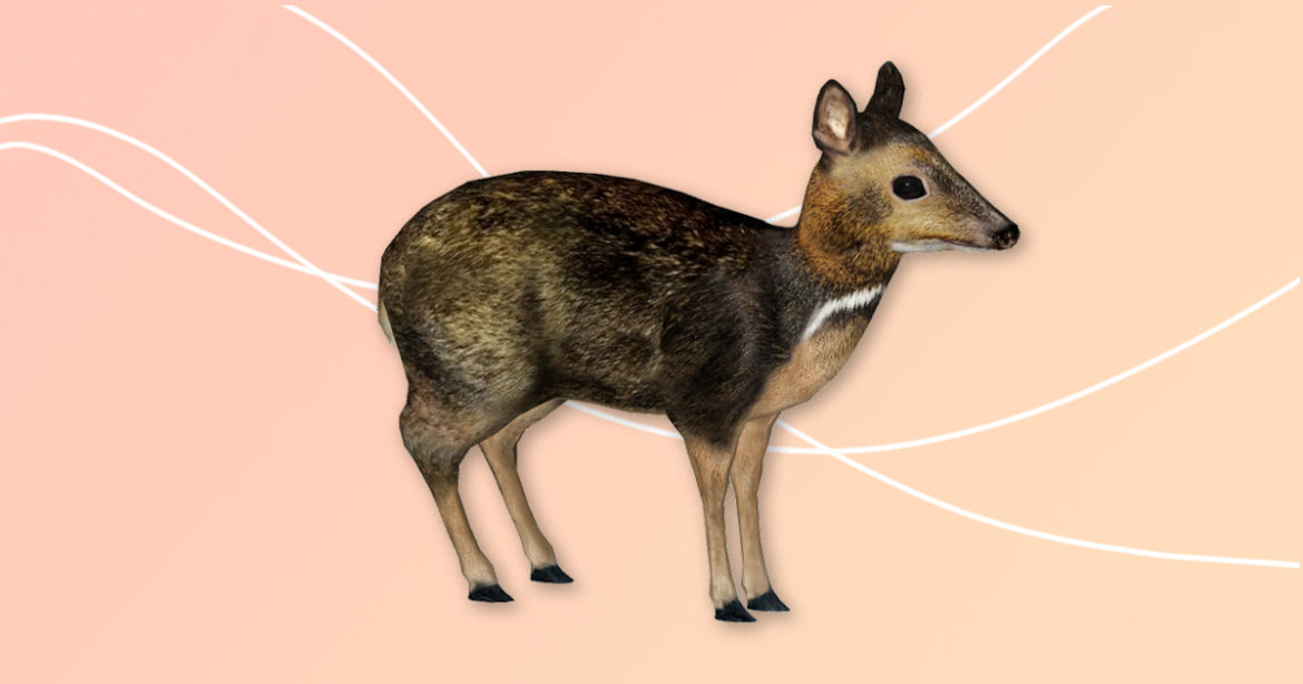 Мышиный олень