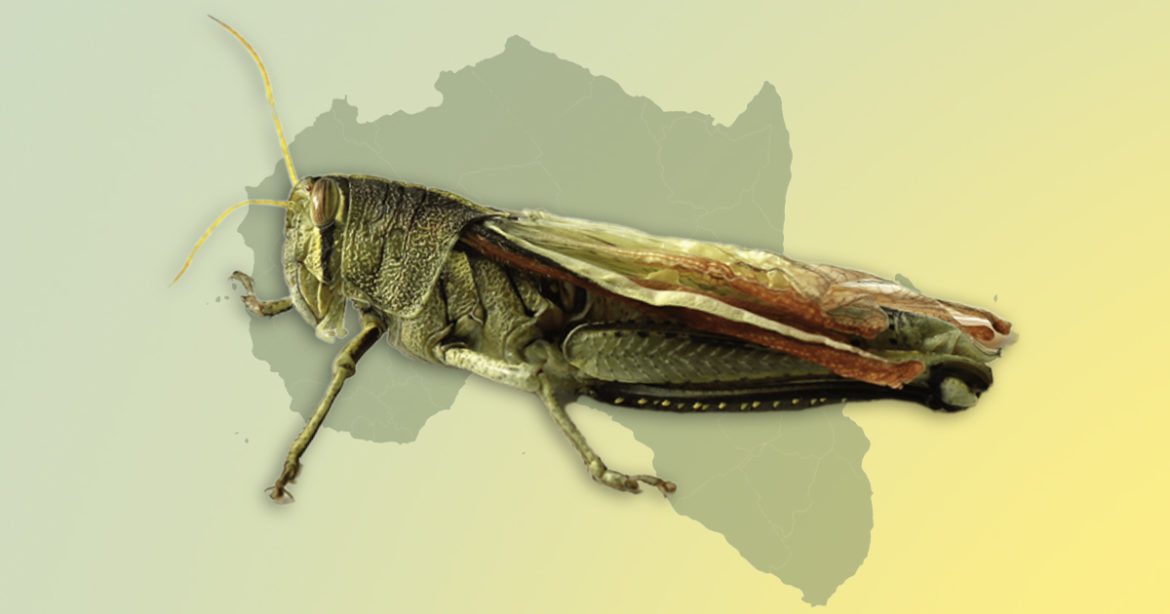 Саранча в Африке иллюстрация