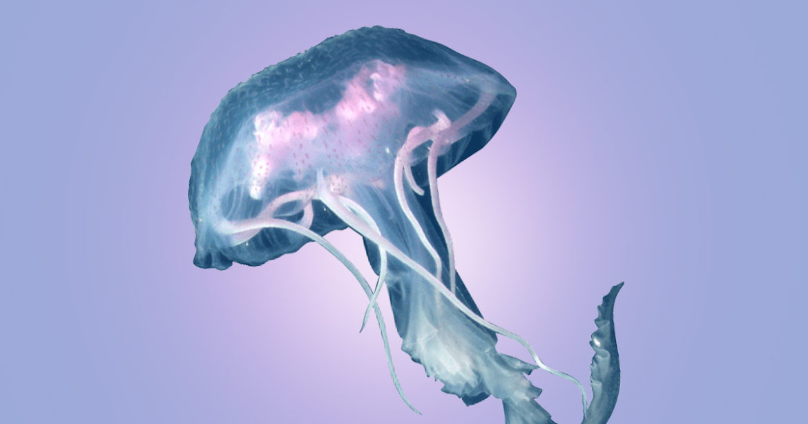 Медуза иллюстрация