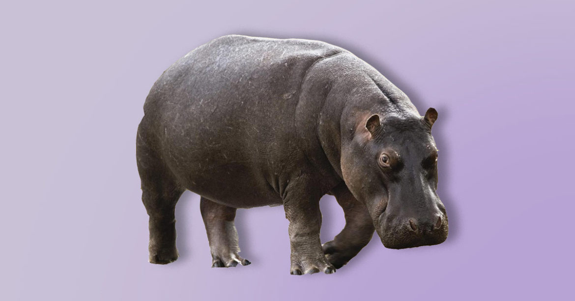 Бегемот иллюстрация