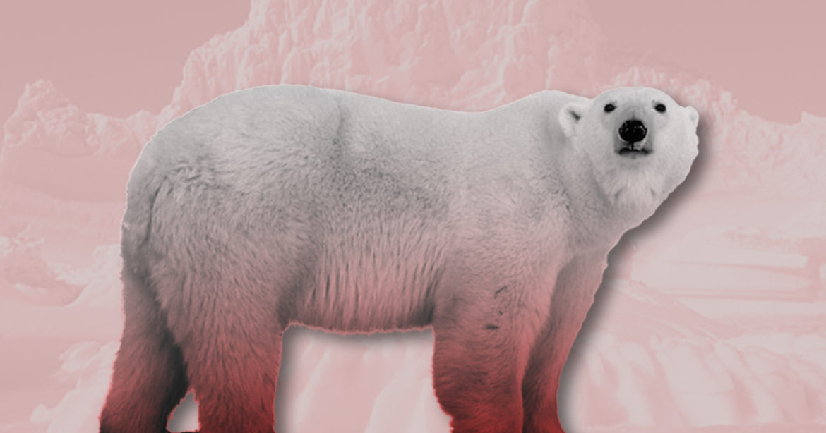 Окровавленный белый медведь фото