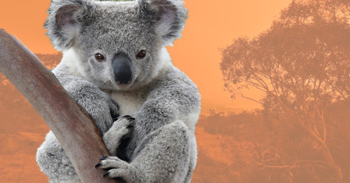 Коалы в Австралии фото