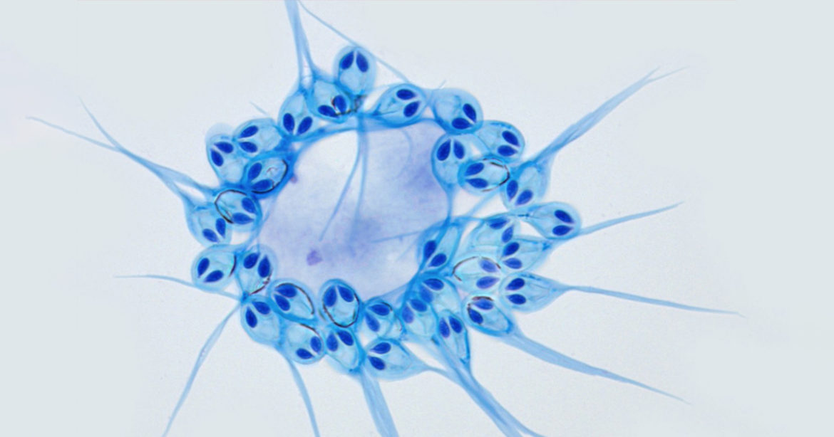 Обнаружены живые существа, которые не дышат