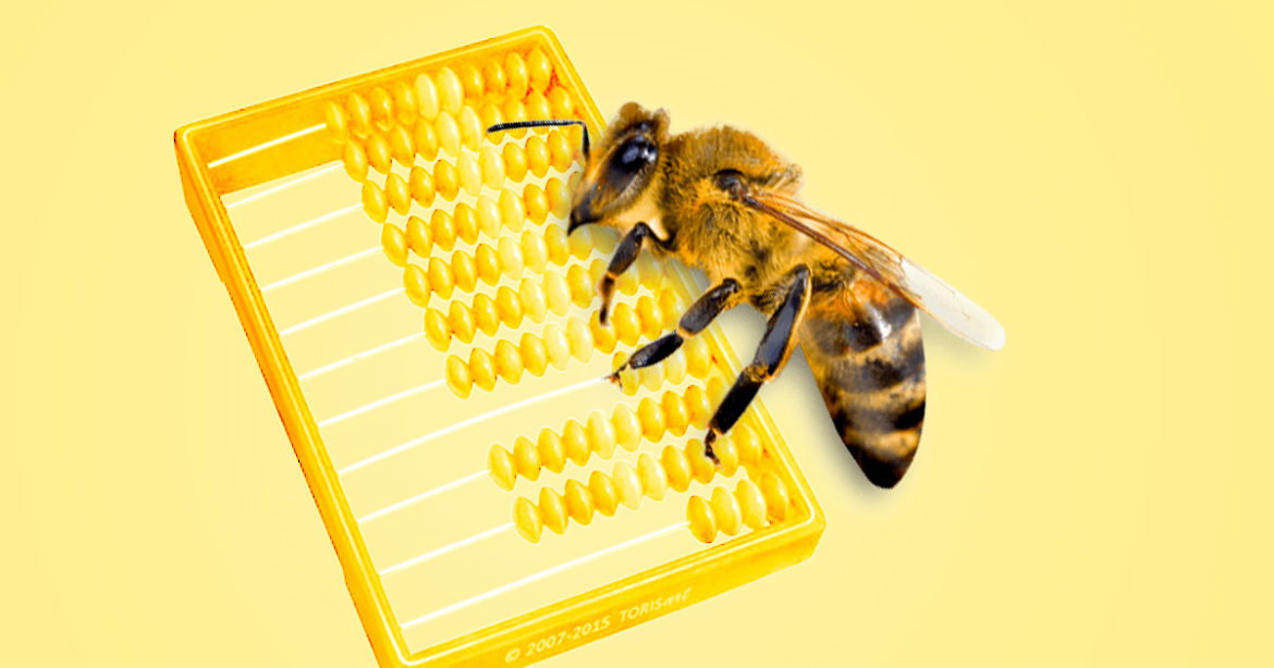 Математика у животных иллюстрация