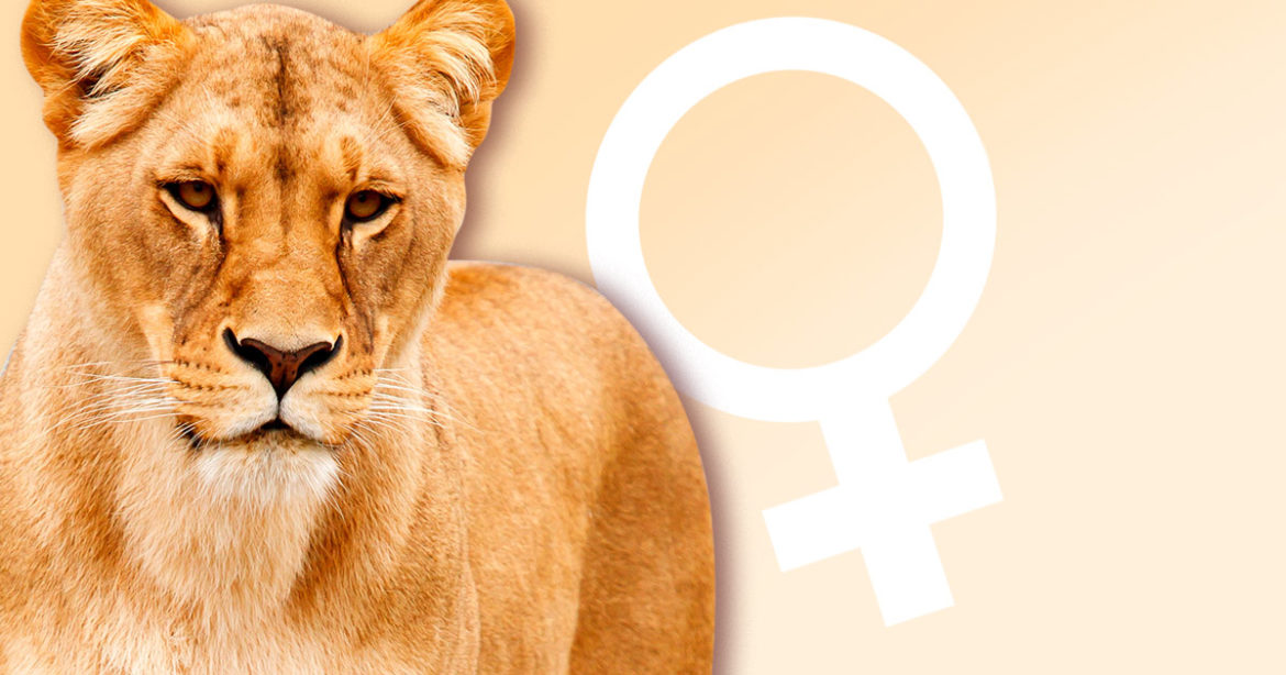 Львица фото