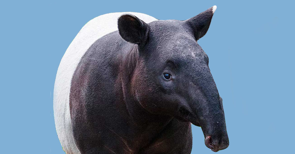 Тапир в Бразилии