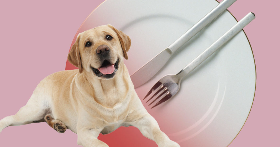 В Шэньчжэне запретили есть домашних животных