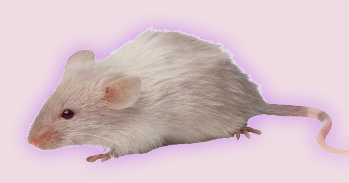 Мышь иллюстрация