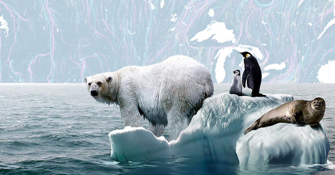 Миграция животных фото