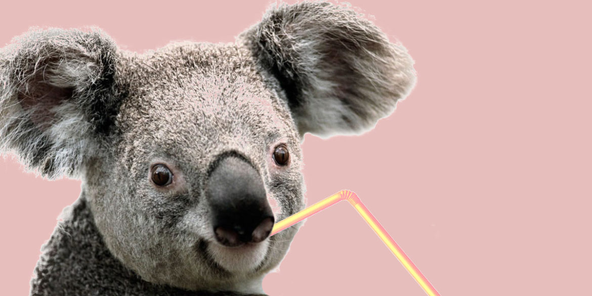 Коала пьет иллюстрация