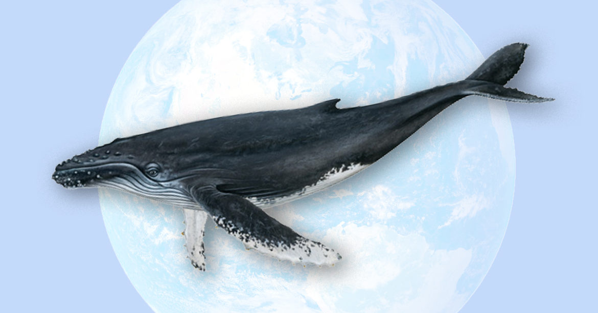 Киты после карантина