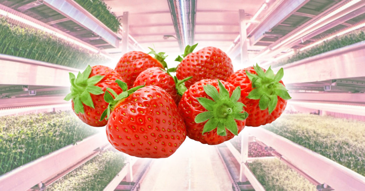 Выращивание клубники под землей фото