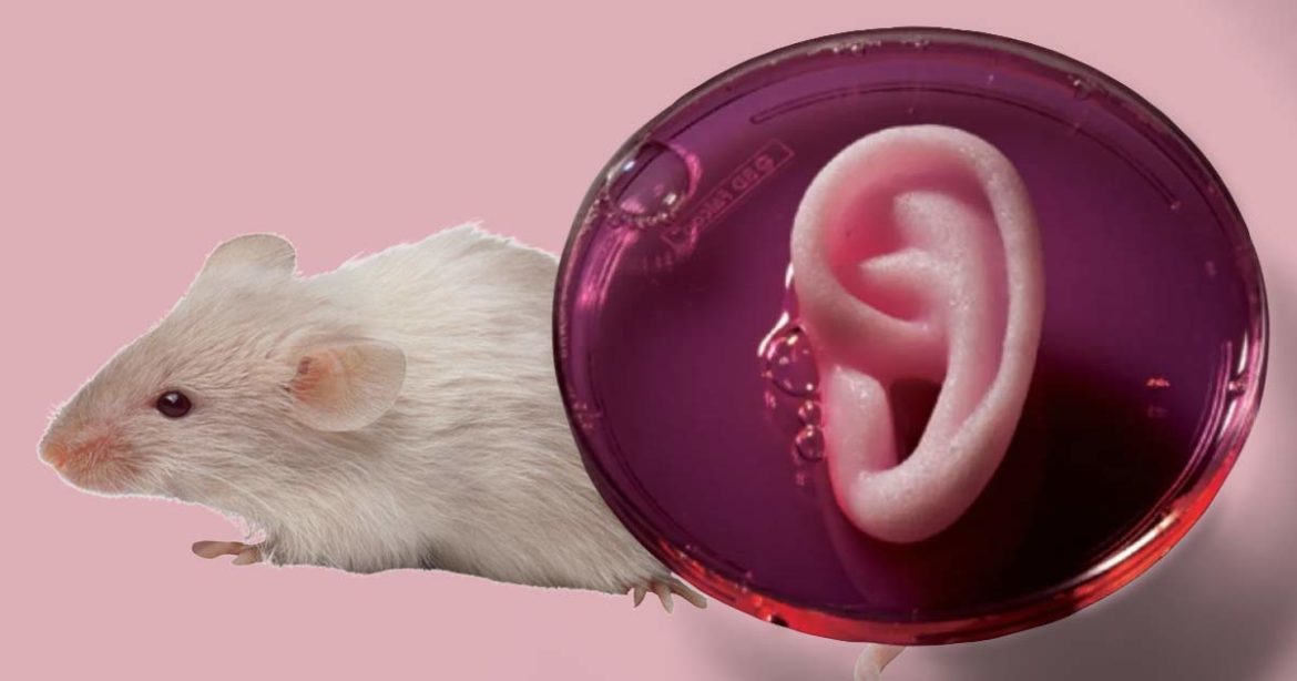 Напечатанное ухо под кожей у мыши