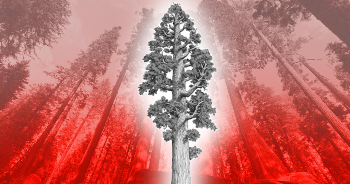 Калифорнийские секвойи умирают. Это самые устойчивые к природным катаклизмам деревья