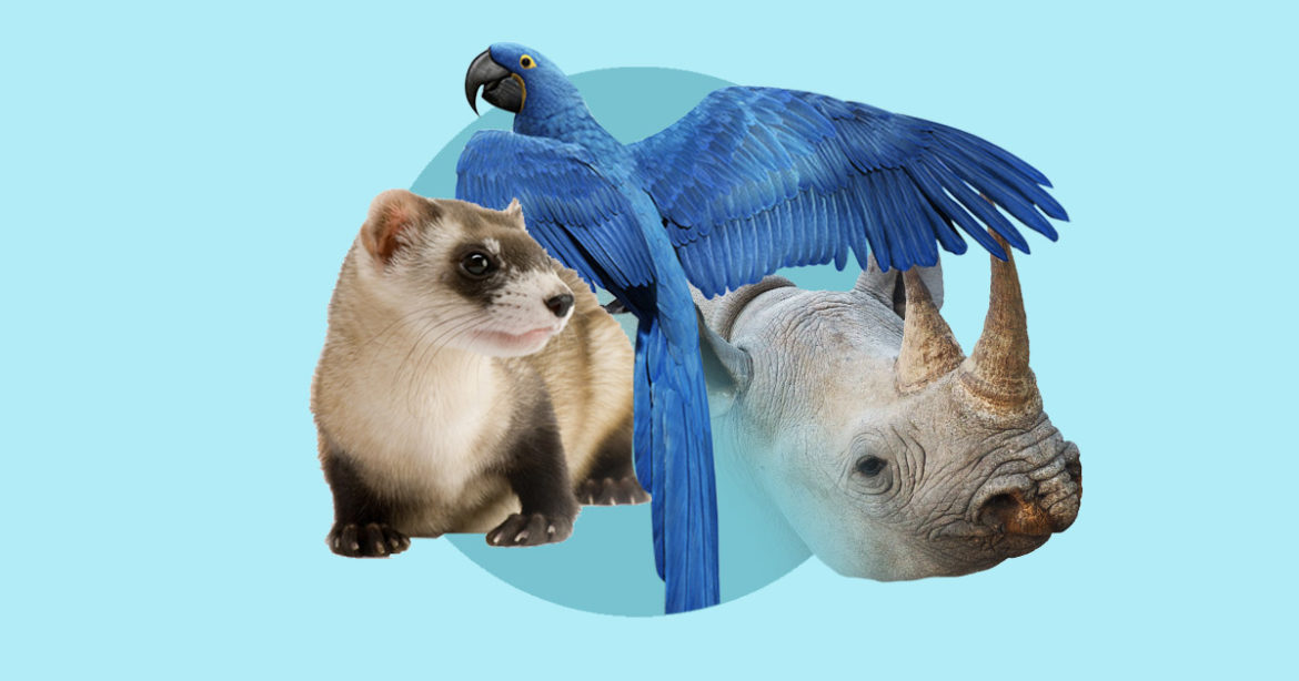 За последние двадцать лет ученые спасли 28 видов животных от вымирания