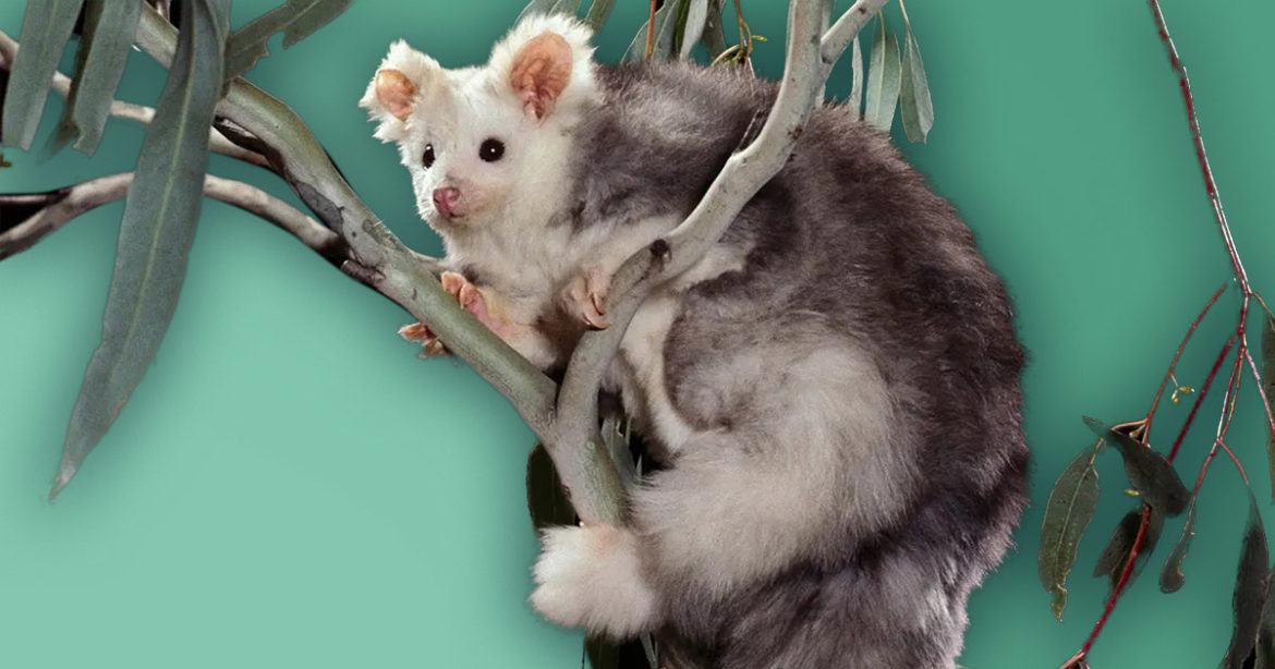 В Австралии обнаружили два новых вида млекопитающих