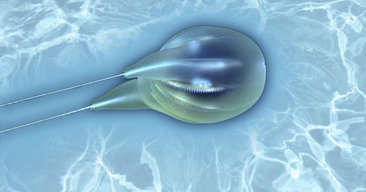 Ученые открыли новый вид глубоководных морских существ